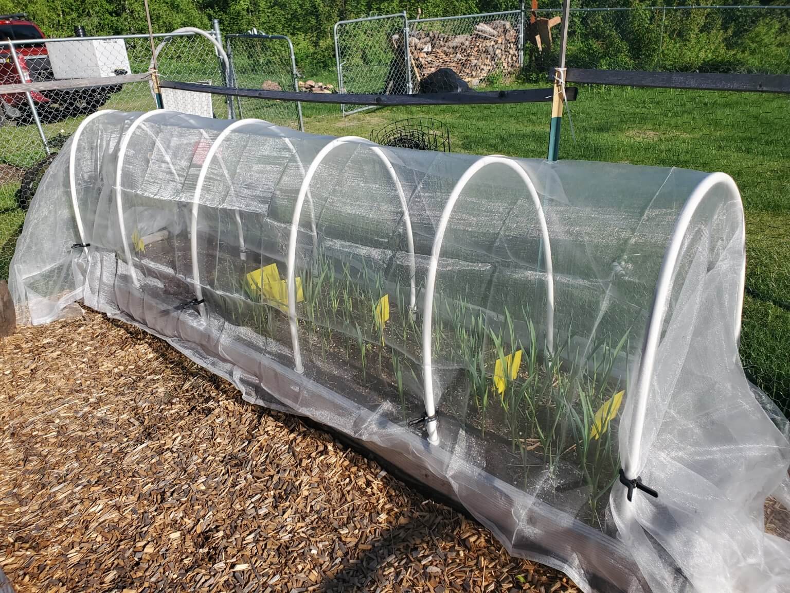 How To Successfully Recover From An Onion Fly Infestation