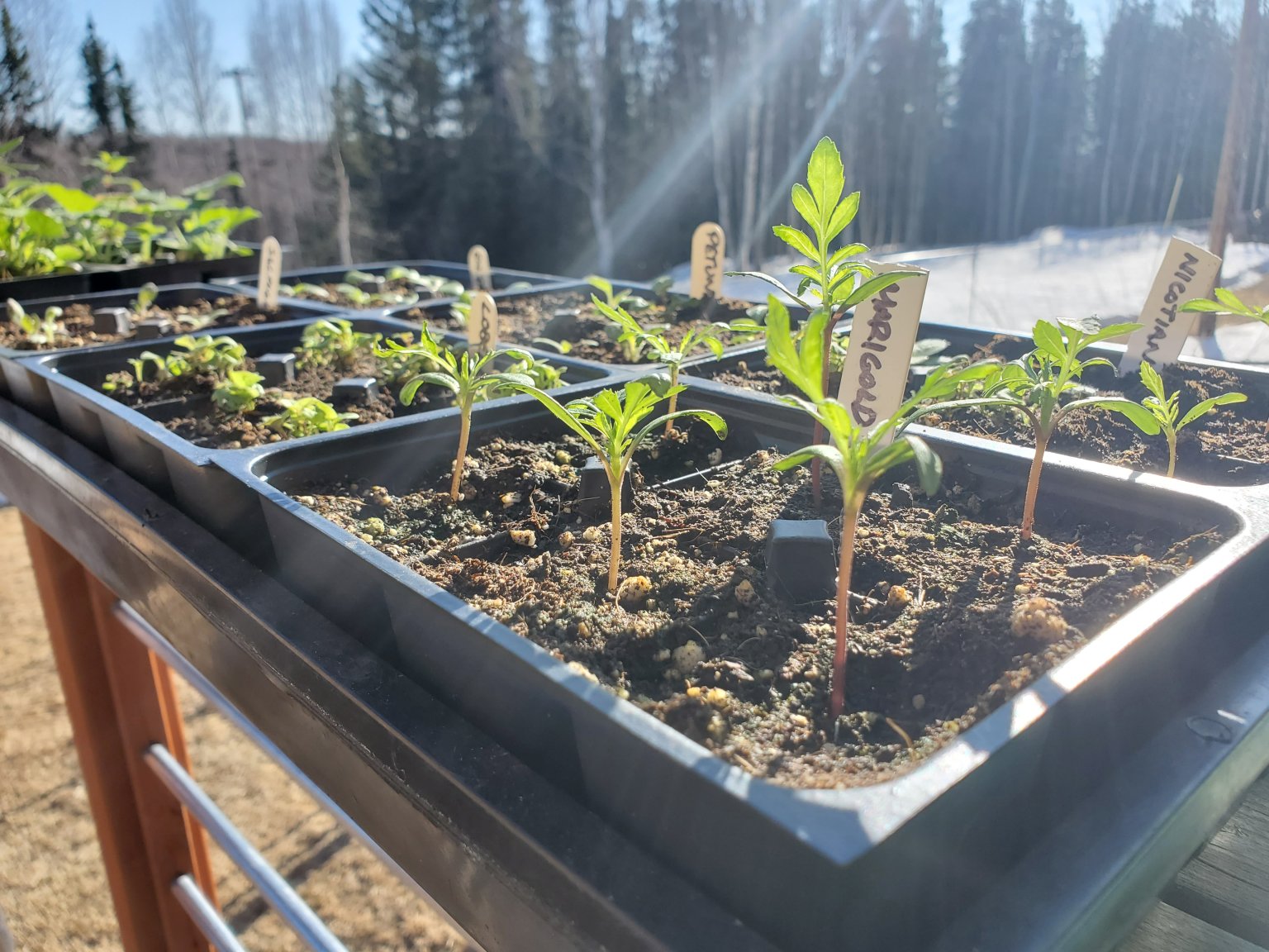 schedule for hardening off seedlings