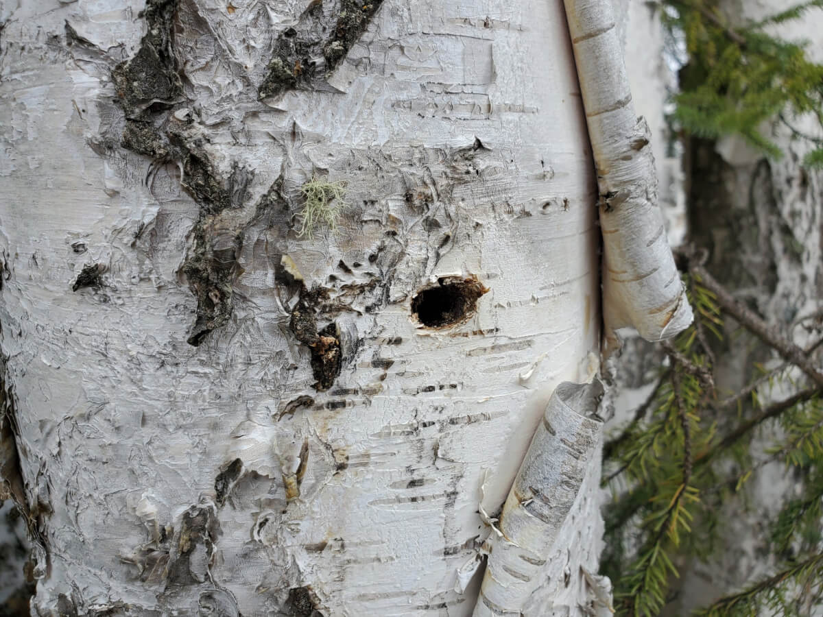 Harvesting Birch Bark - The Folk School Fairbanks