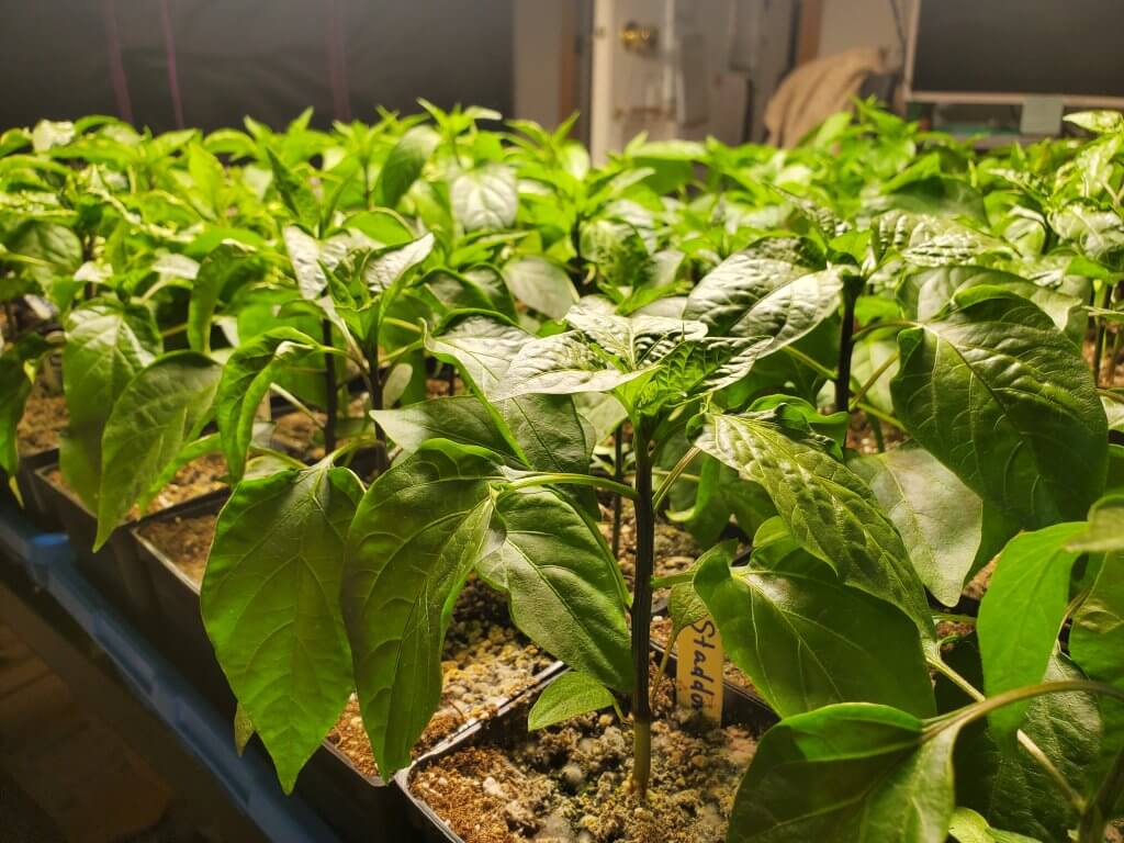 Growing Peppers In Cold Climates & The Subarctic