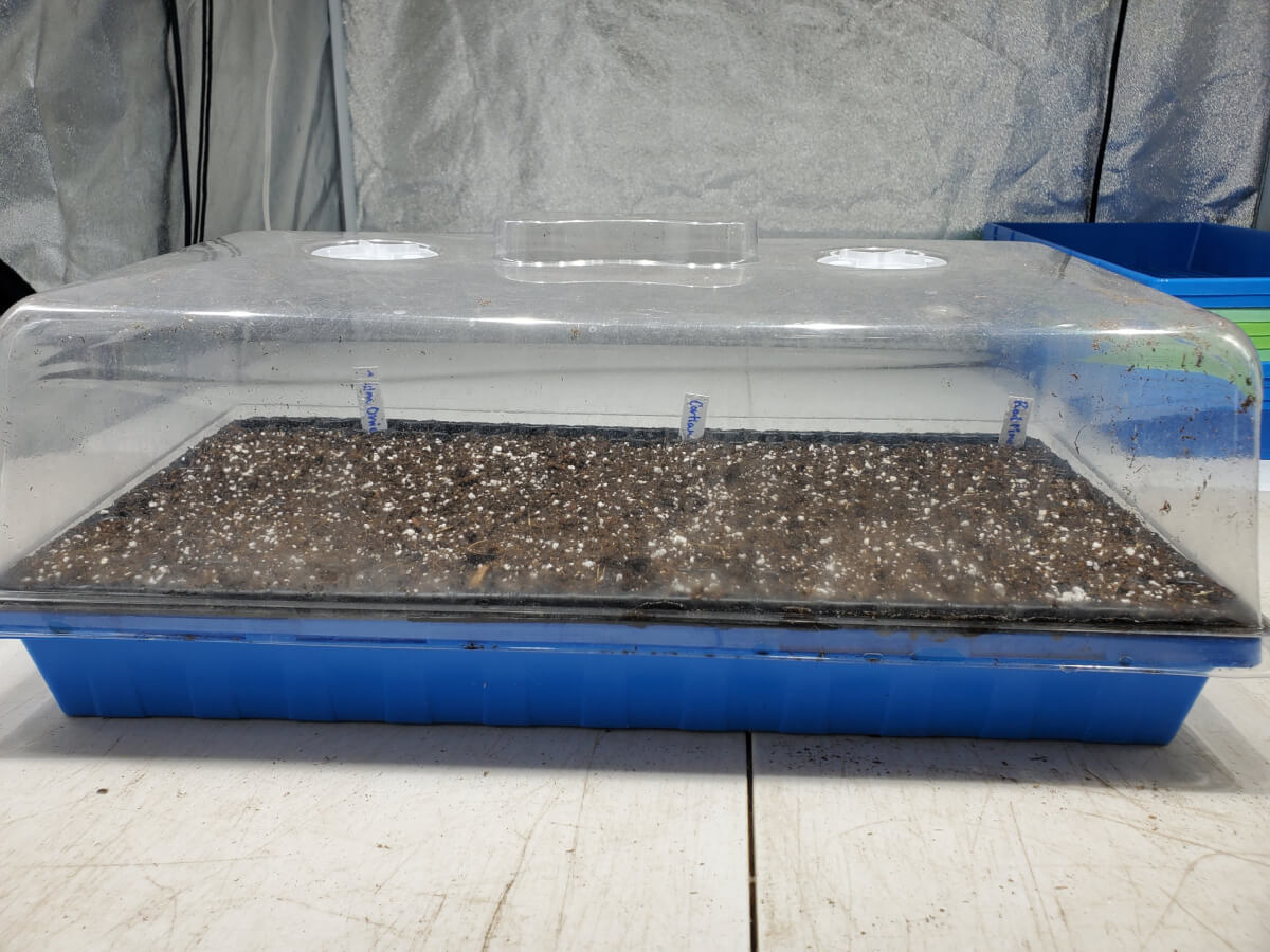 200 Cell Seed Tray With Onions Sown