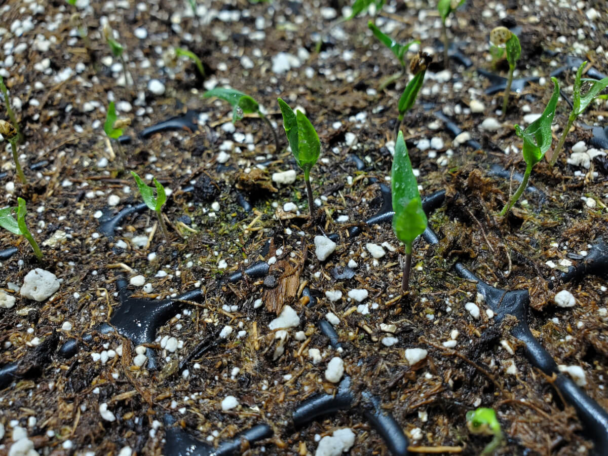 Getting The Right Moisture Levels For Your Seedlings & Seedling Soil