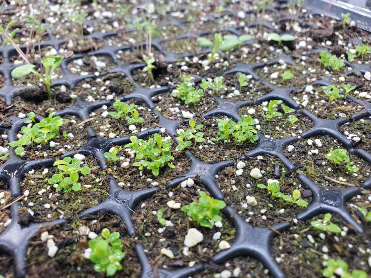 Picture of very small seedlings, lobelia.