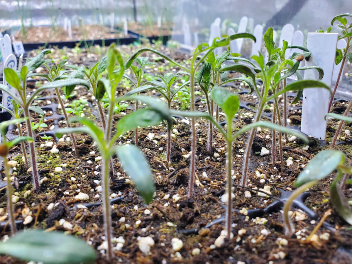Tomato seedlings growing in seeding tray