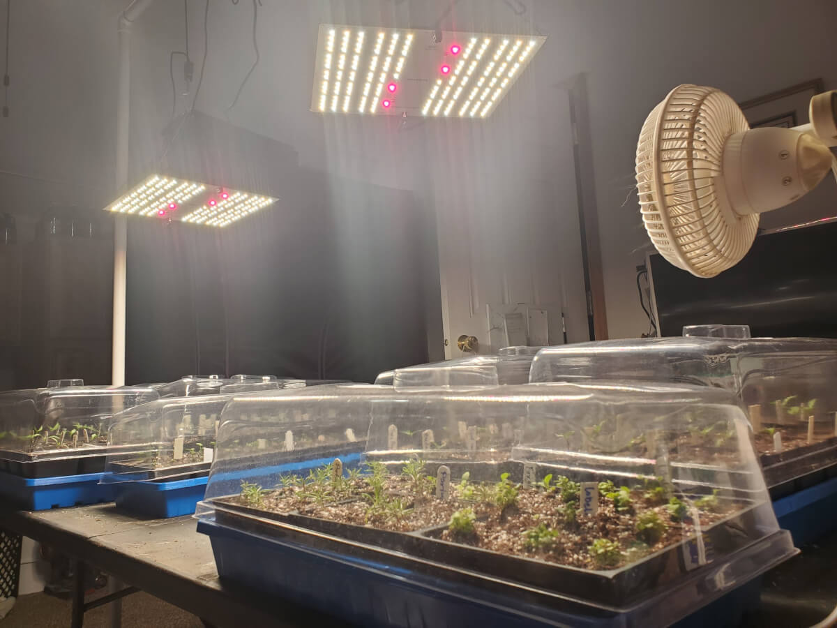 Temporary growing table with Horticultural Lighting Group LED's