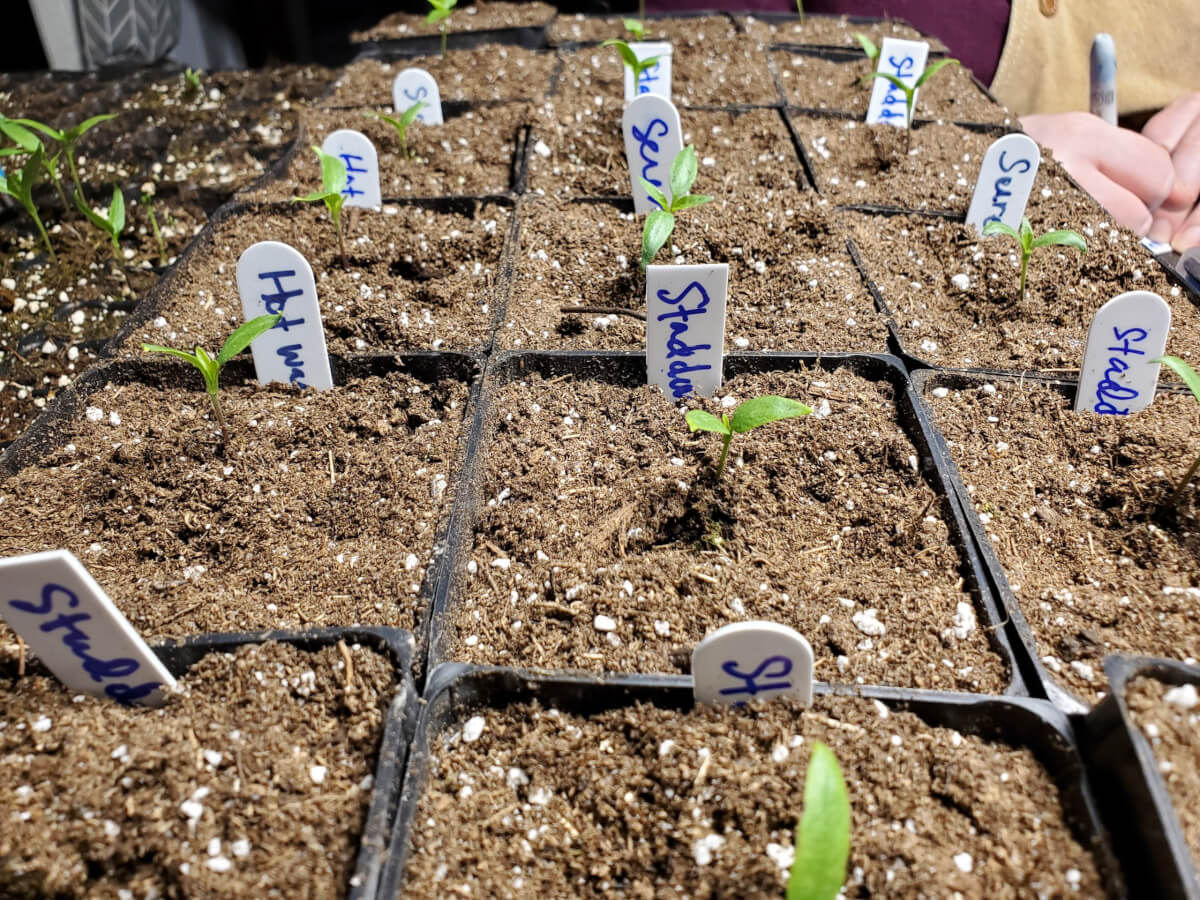 Pepper plant transplants into 3.5 inch pots