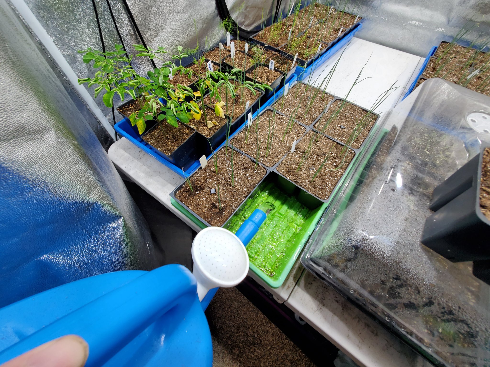 Practicing Bottom Watering For Keeping Your Plants Well Hydrated