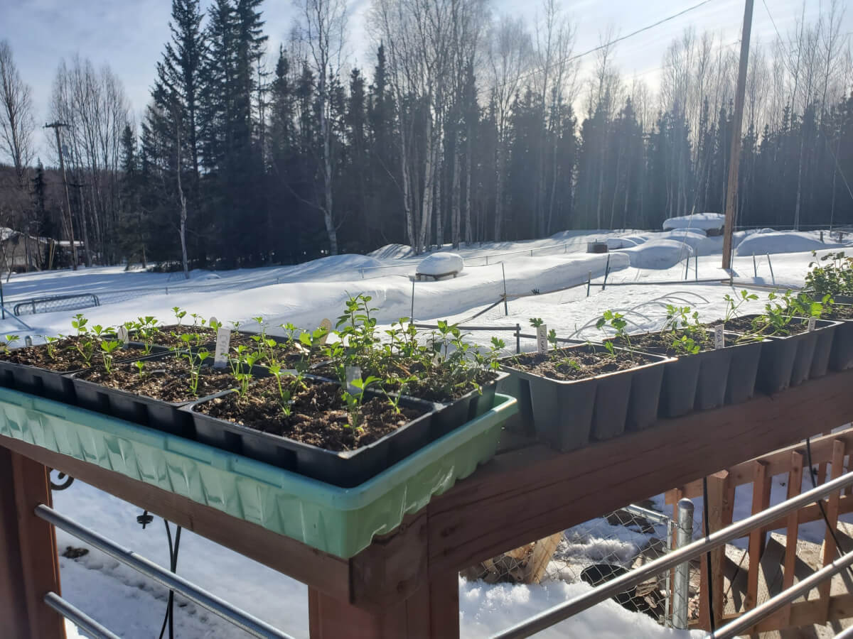 Hardening off celery plants with snow in background