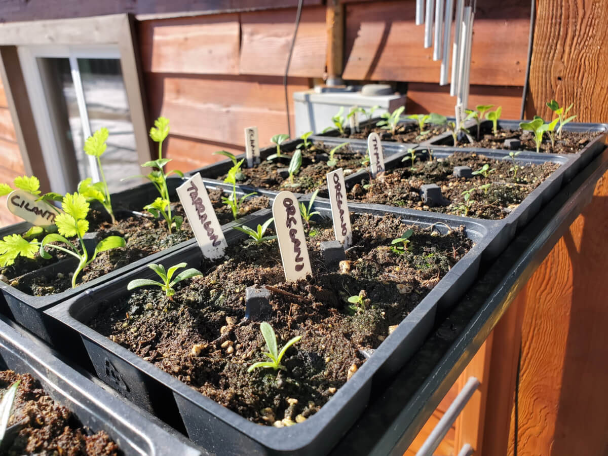 Inside Our Subarctic Indoor Seed Germination Techniques