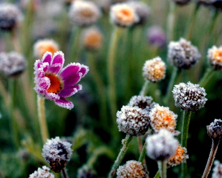 10 Top Cold Weather Gardening Tips