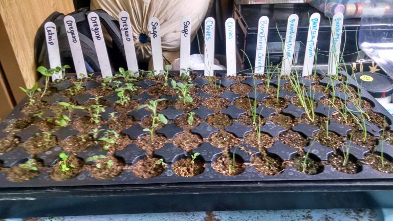Catnip, oregano, sage, chives, bunching onions.  Overall, a pretty good tray, but we could have seen better germination on the catnip and chives.