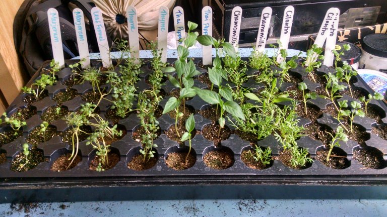 Marjoram, leaf fennel, thyme, Thai peppers, chamomile and a ton of cilantro.  Another good looking tray here, we have since thinned out the chamomile and will let the thyme bunch 'til it's heart is content.