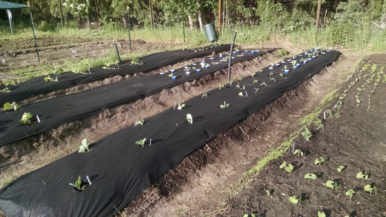 It took us around ten hours or so to develop our wide raised row garden beds. We were fortunate to have a small tiller, which made the work much easier. Our rows follow east-west lines for best sun exposure.