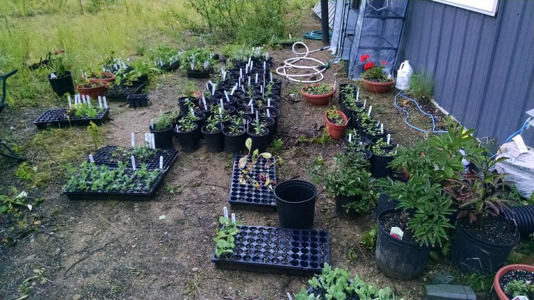 This was our early set up of our herb garden and some of the later starts we planted. We have since moved most of the herbs to FCG and have planted pretty much everything else you see here except our common flower pots and peonies.