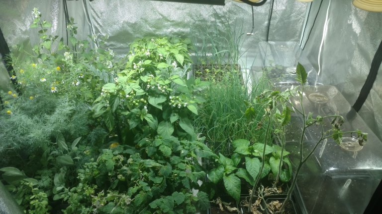With 15 days to last frost, our indoor garden is as full as it can be. We have some choices to make soon.