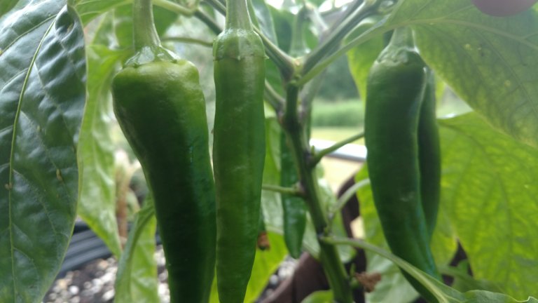 Poblano peppers growing in Fairbanks, AK