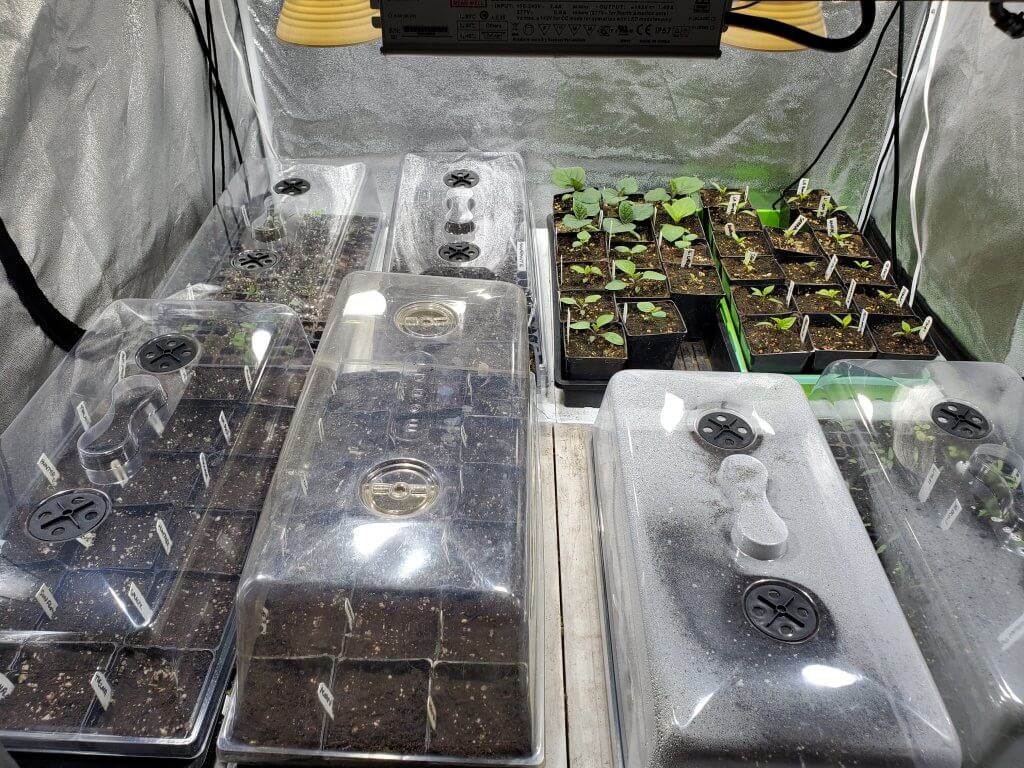 This is one of our two indoor seed germination and growing setups. This setup can hold eight 1020 trays very efficiently.