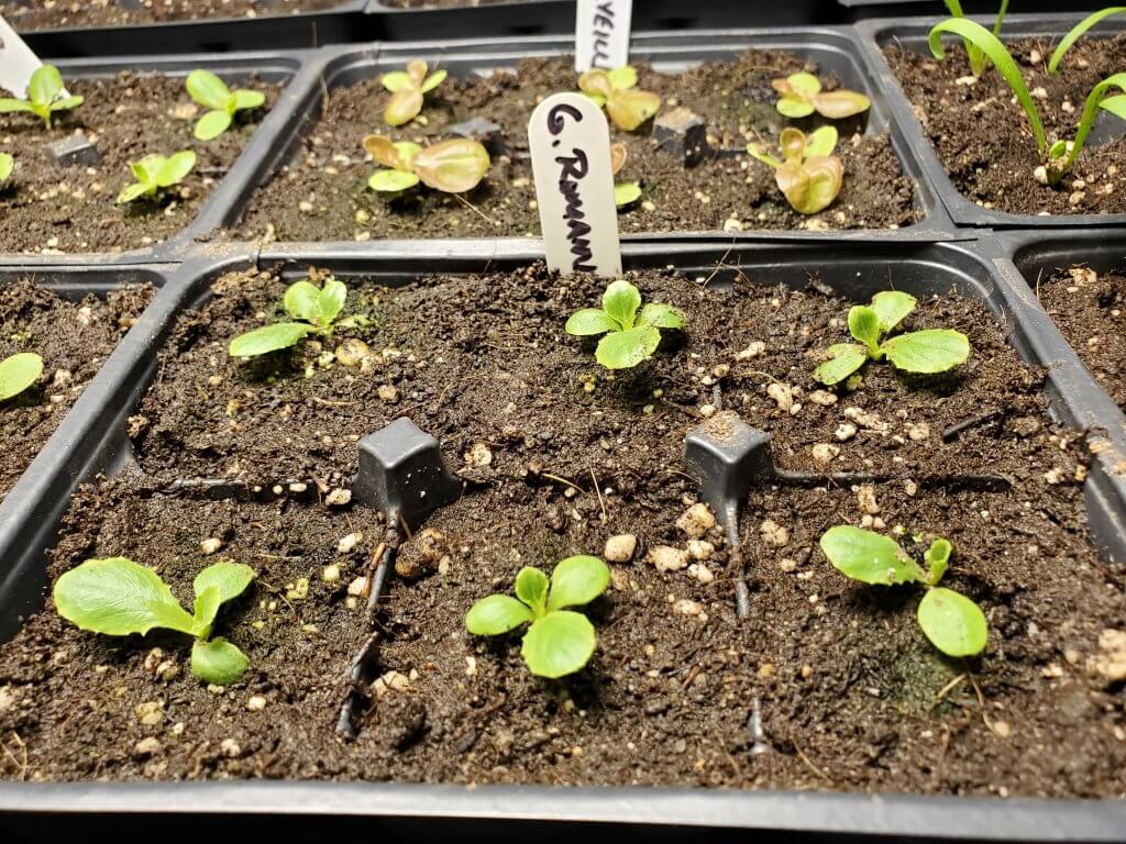This is a picture of our lettuce starts, which were previously sowed in April.  We have transplanted them into their final pre-transplant home where they will be planted outside in late May!