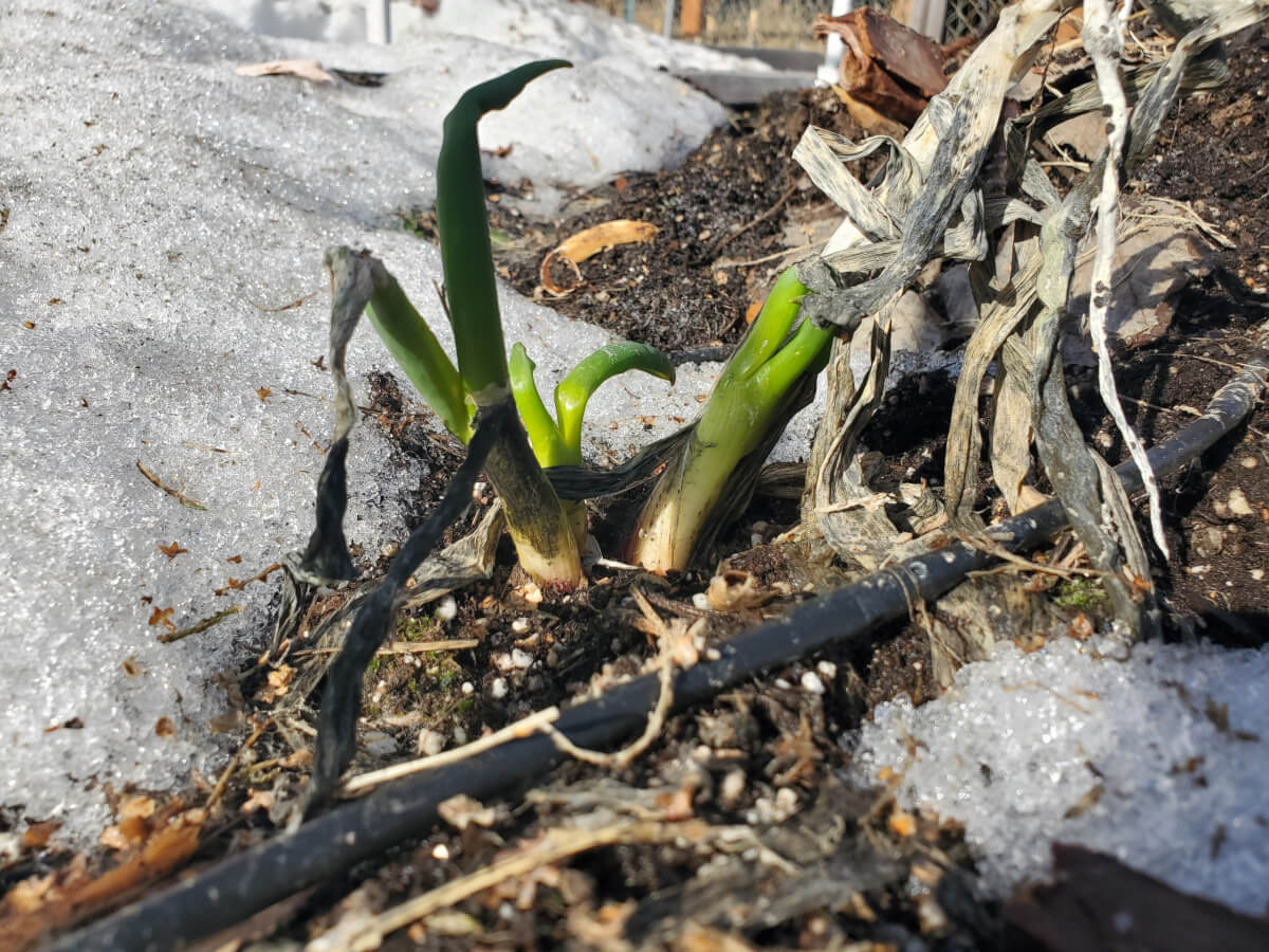 Overwintered green onion in zone 3