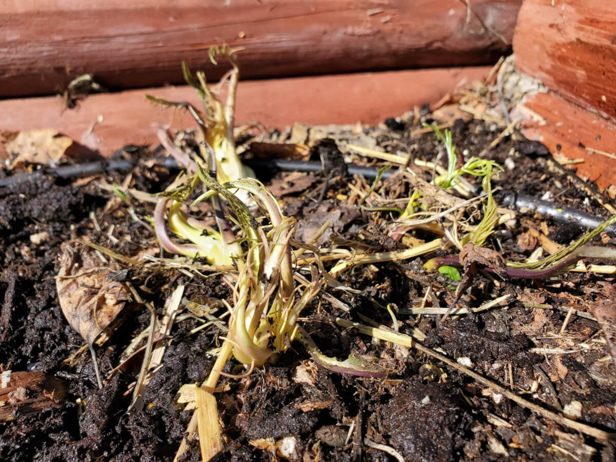 Zone 3 Horseradish Starts Growing