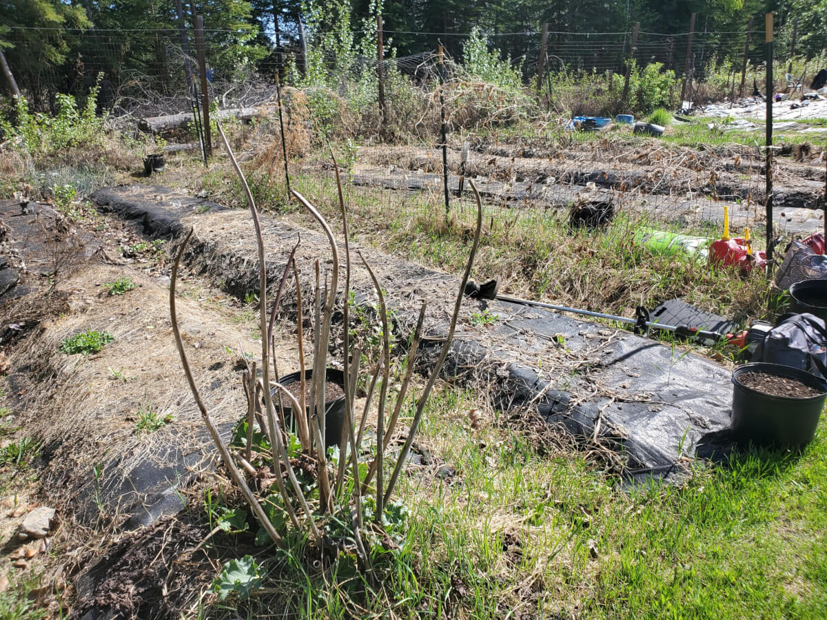 Fairbanks Community Garden Beds Before Prep 2