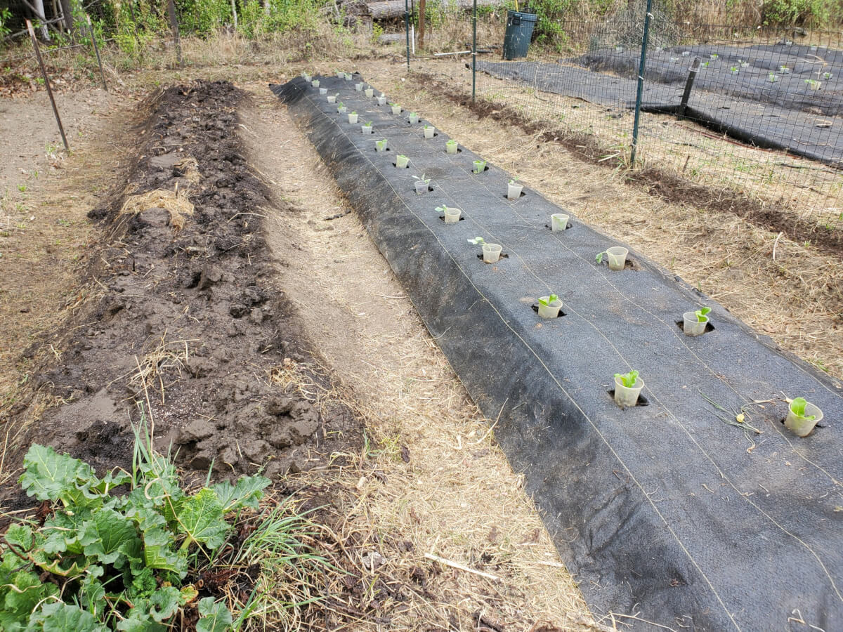 Potatoes planted and plants transplanted
