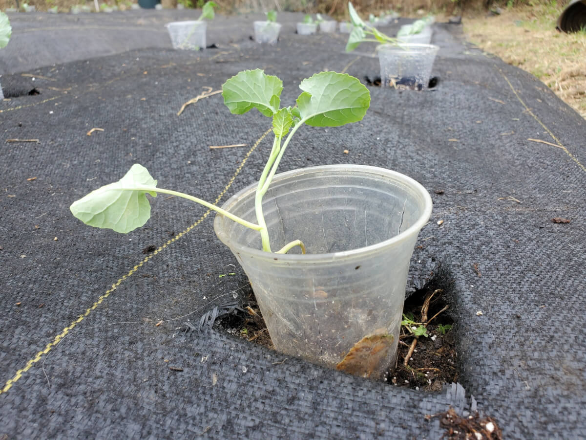 Brussels Sprouts planted in community garden