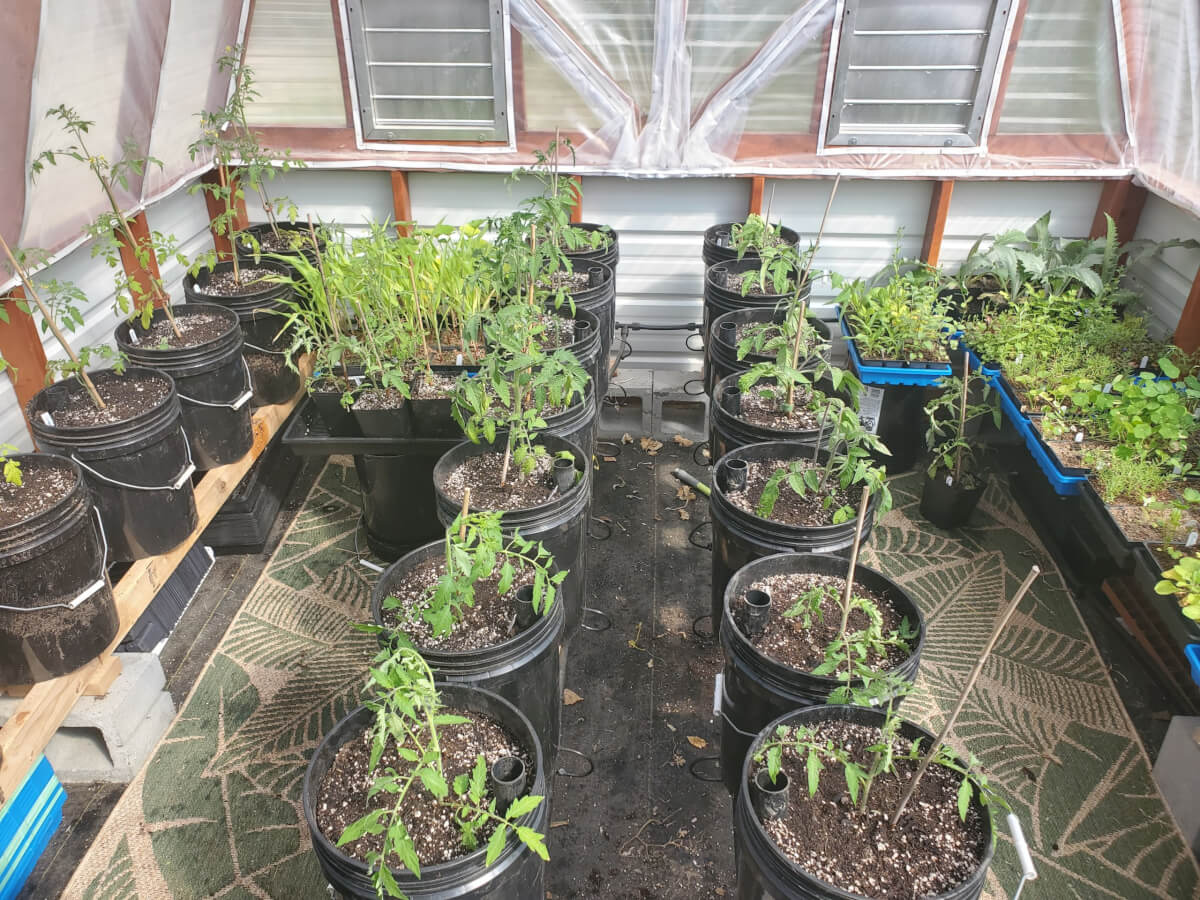 Greenhouse Just After Transplant 1