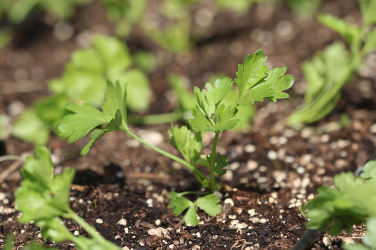 Young Celery Seedling In Raised Bed