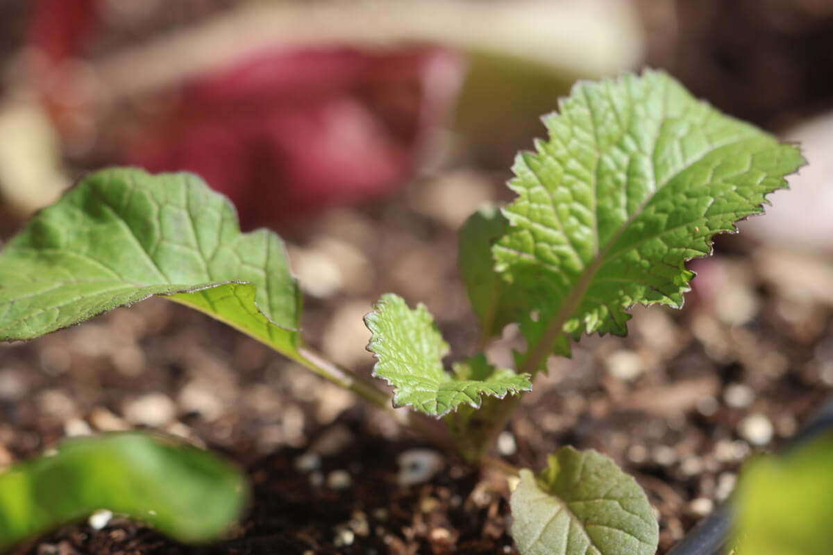 Young mustard seedling in raised bed