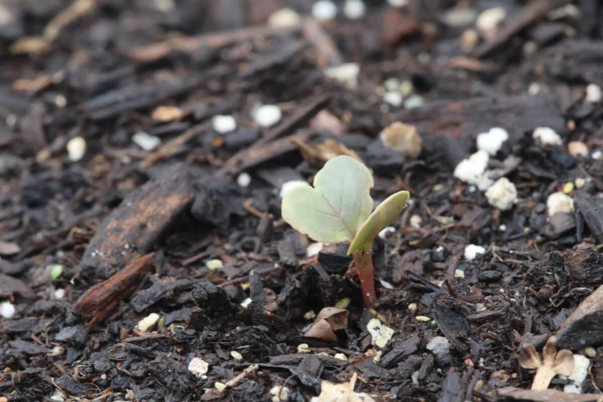 Radish seedling growing in raised bed