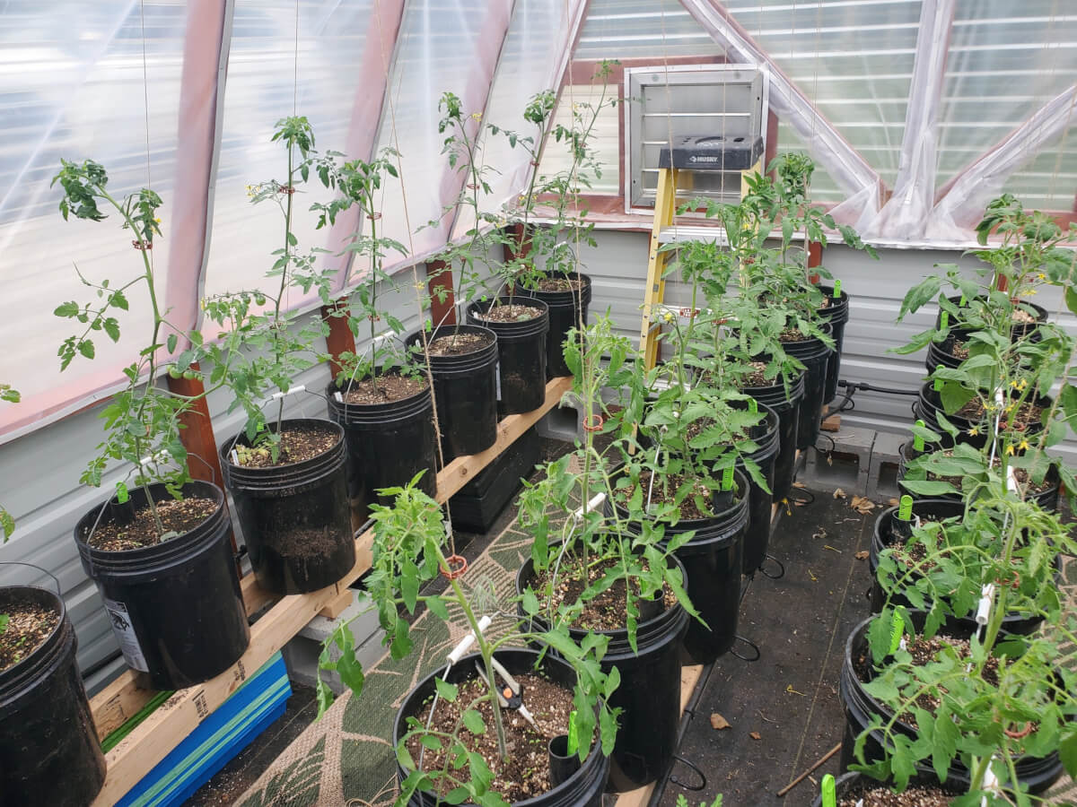 Tomatoes growing in greenhouse 1