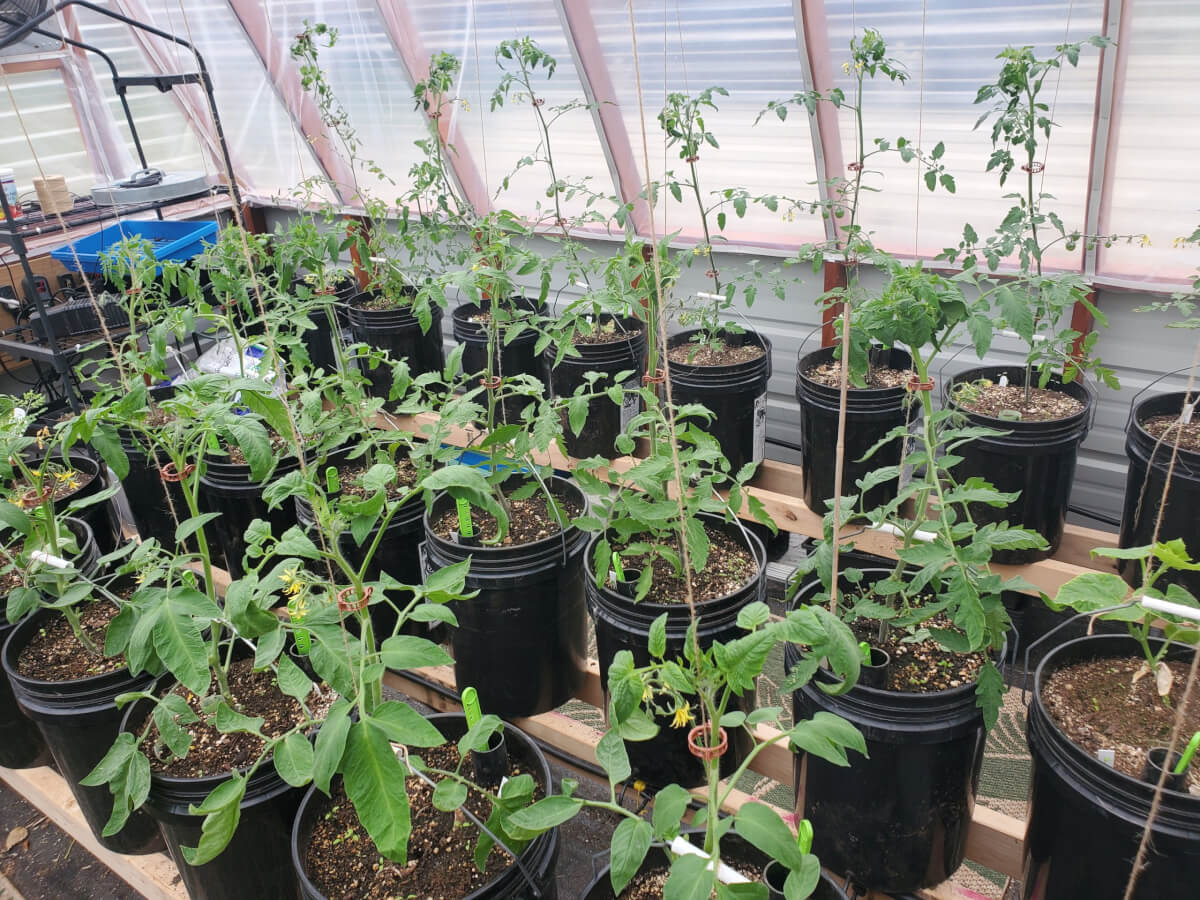 Tomatoes growing in greenhouse 2