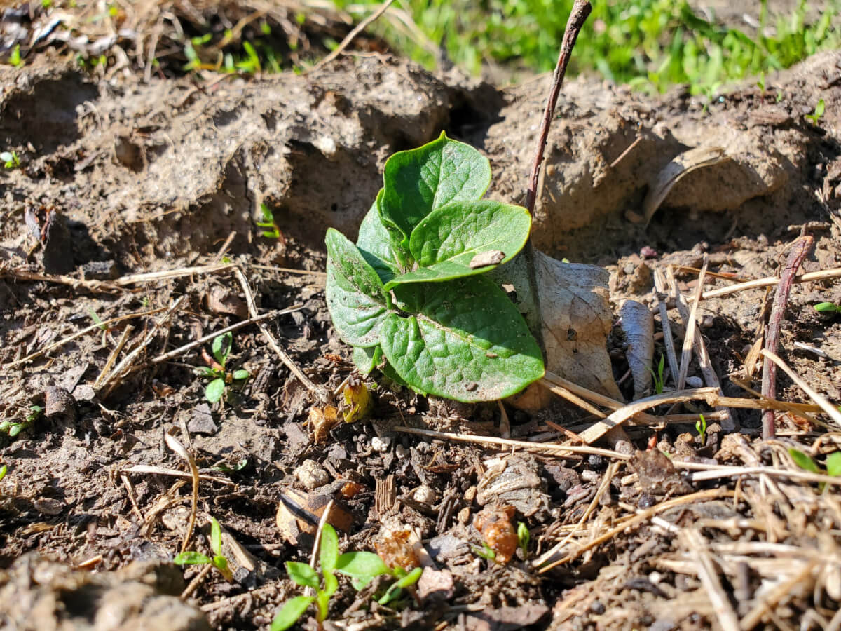Potato plant breaking through soil 1
