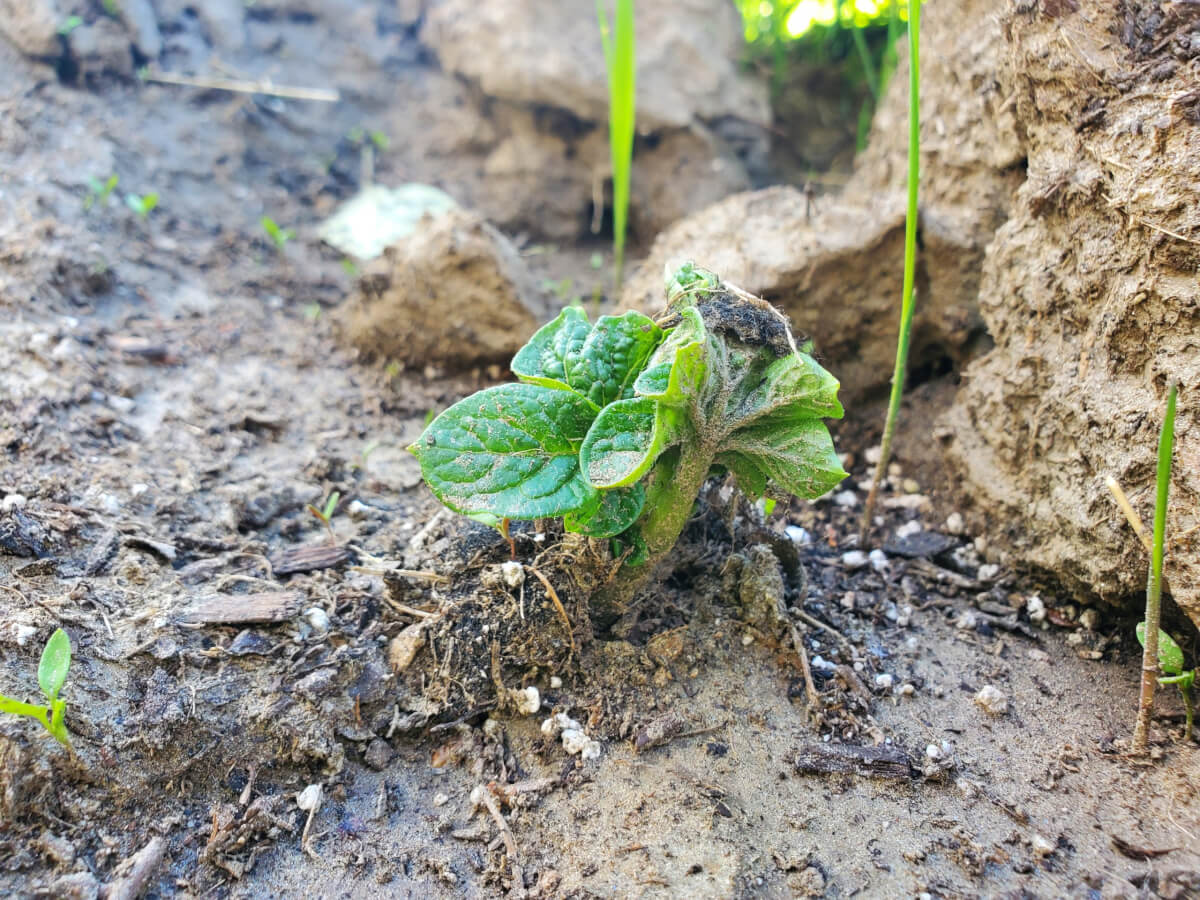 Potato plant breaking through soil 3