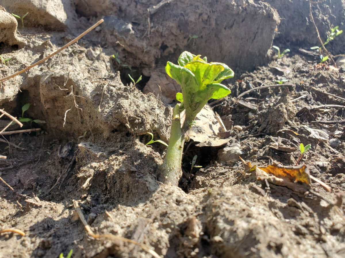 Potato plant breaking through soil 2