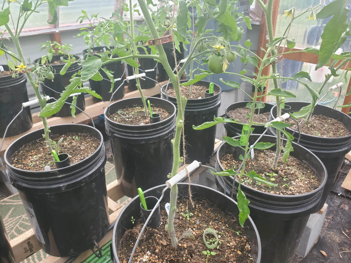 Aggressively pruning tomatoes to promote faster growth