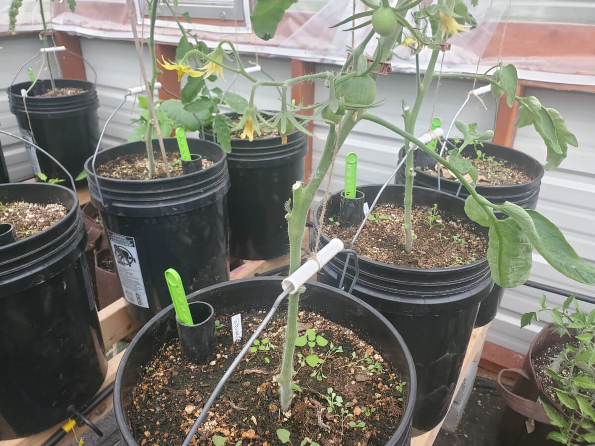 Pruning the bottom of tomato plants