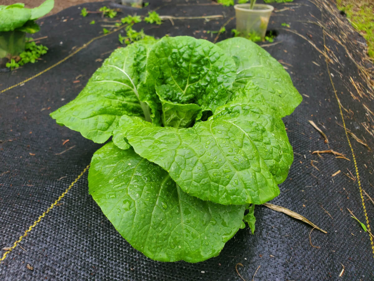 Napa Cabbage Early Growth