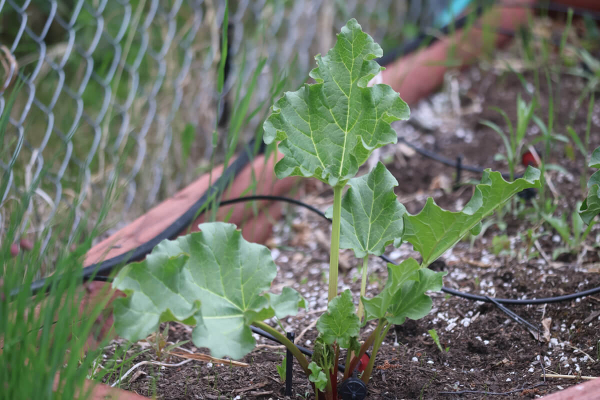 Rhubarb two seasons after dividing