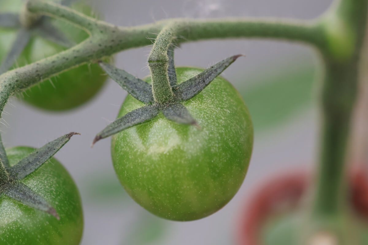 Green cherry tomato close up