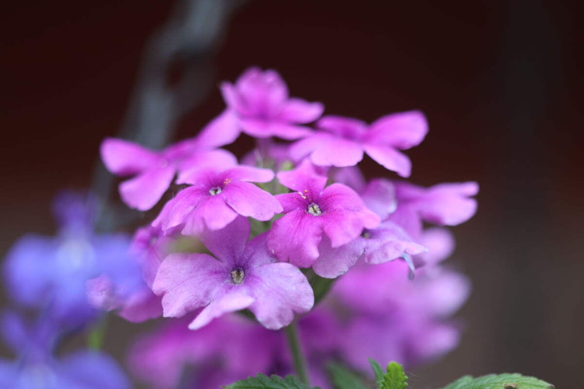 Purple verbena in bloom