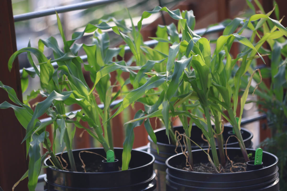 Corn growing in containers