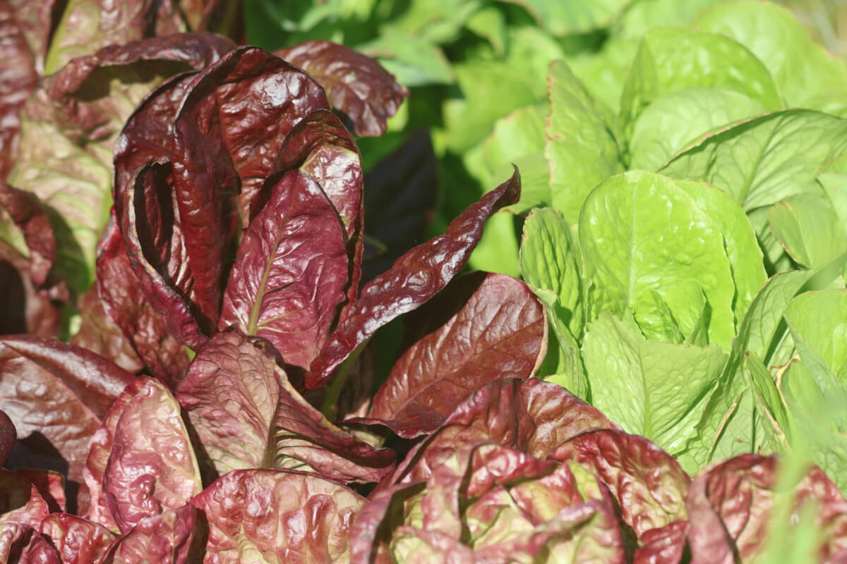 Red and Green Head Lettuce