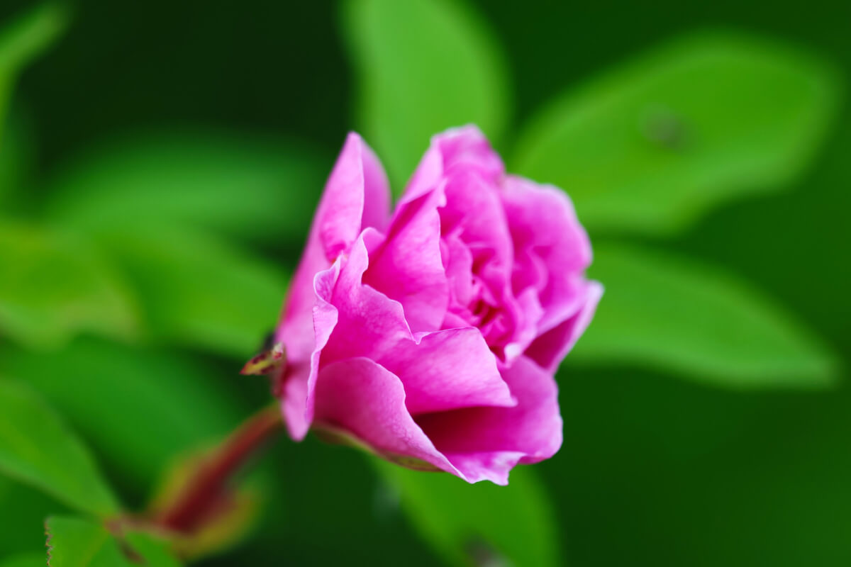 Pink Therese Bugnet Rose Flowering