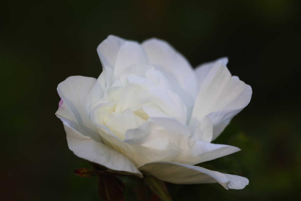 White Therese Bugnet Rose Flowering