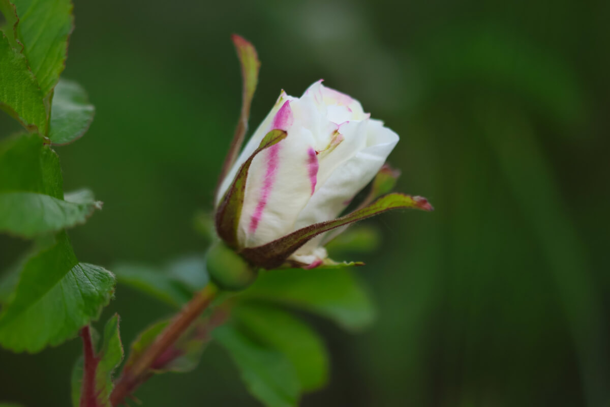 White Therese Bugnet Rose Bud