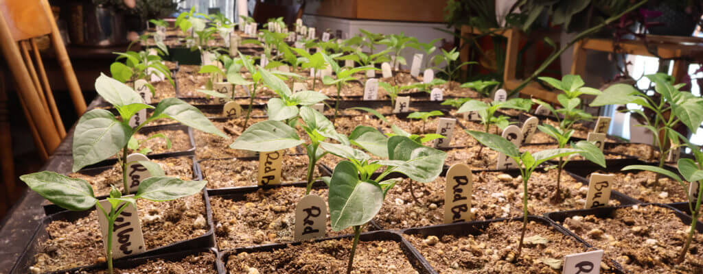 This is an image showing several young pepper plants growing in individual pots, arranged neatly on a table. The plants are at the seedling stage, with visible stems and leaves that appear to be healthy and well-watered. It looks like they have been carefully tended to, possibly germinated from seeds and now ready for further growth or transplantation into larger containers.