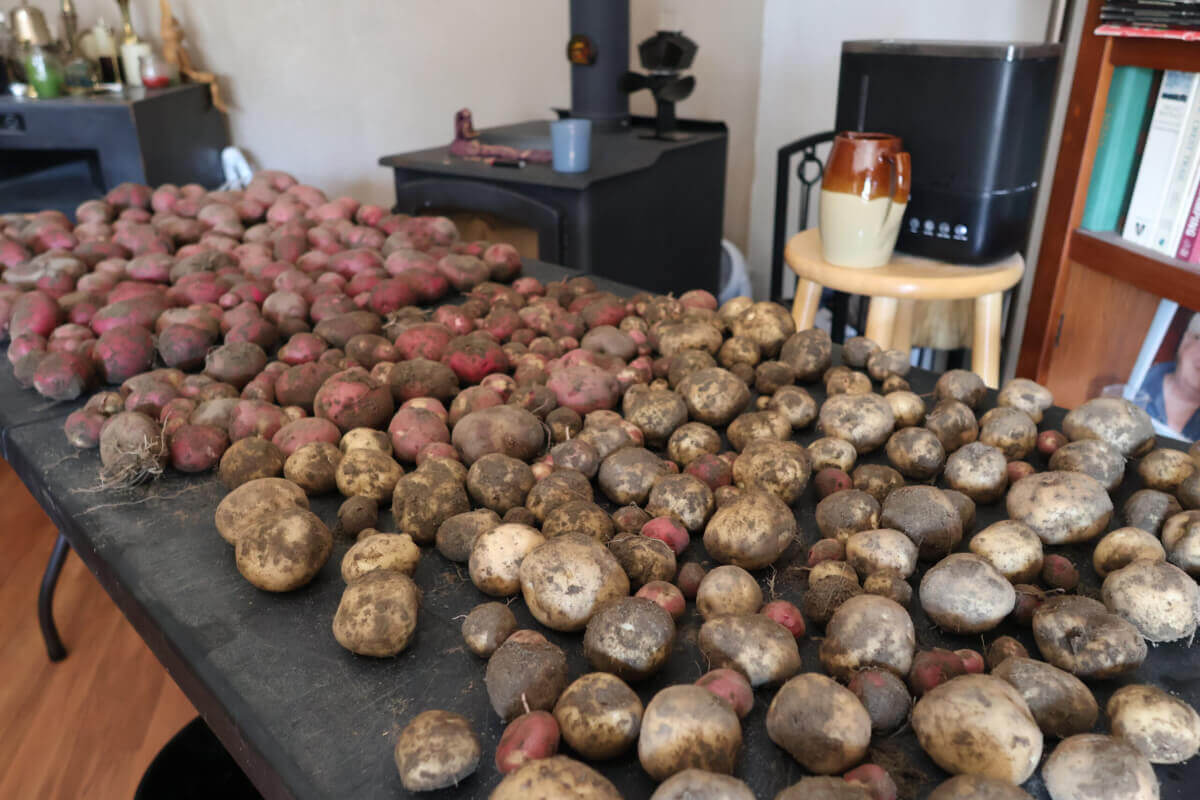 Table Of Harvested Potatoes